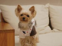 Gold silver renk yorkshire terrier