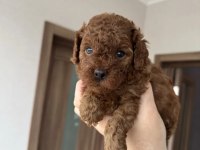 Harika Poodle Köpeği