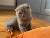 1,5 aylık erkek scottish fold ve straight