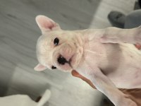 French bulldog yavruları