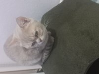 Sahiplendirilecektir british shorthair