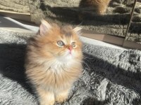 Safkan golden british longhair
