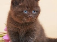 Ayıcık Suratlı Chocolate British Shorthair  