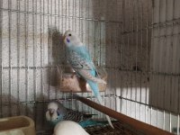 40 günlük alıştırmalık jumbo kırığı muhabbet kuşu yavrular