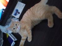 British Shorthair 5 Aylık