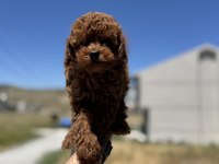Petmode köpek çiftliğinden toy poodle yavrularımız