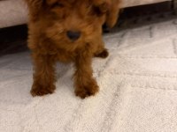 4 aylık toy poodle erkek tüm eşyaları ile verilecektir