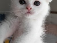 Scottish Fold Yavrular