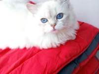 British longhair 8 aylık