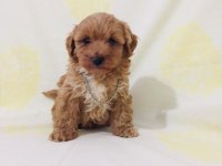 Maltipoo canlarım ev üretimi orijinal