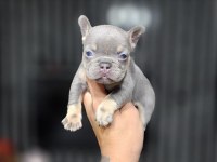 EXOTİC MÜKEMMEL KALİTE FRENCH BULLDOG YAVRULARİM