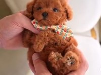 Türkiyenin en güzel core maltipoo bebekleri