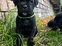 A şecereli anne babadan cane corso yavrular kapıda ödeme