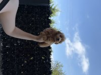 KORE MALTİPOO YAVRUMUZ YENİ YUVASINA HAZIR
