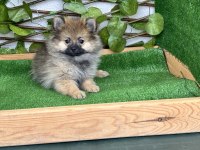 POMERANİAN 2 ERKEK 2 DİŞİ