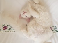 9 Aylık Boncuk Mavisi Deli Çocuk Kedimiz