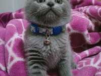 Top kafa ayı surat scottish fold oyuncu bebeğimiz