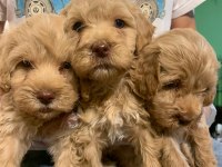 ORJİNAL TEACUP MALTİPOO YAVRULAR