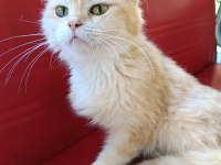 Orjinal Irk 2 Yaşında Longhair Shorthair Dişi Kediler