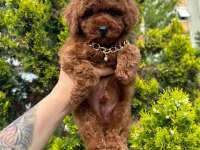 Safkan Toy Poodle Bebekler