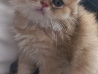 Golden N12 efsane british longhair güzellik