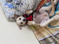 3 Aylık Erkek Deer Head Chihuahua