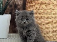 Brıtısh Longhaır Safkan Yavrularım
