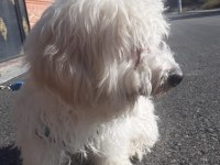 8 aylık köpeğimiz acil verilecektir