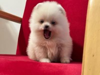 3 aylık pomeranian yavru