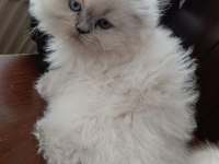 14 ocak doğumlu sağlıklı eğitimli scottish fold kediler