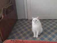 British shorthair silver point