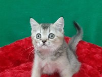 British shorthair cinsi evcilmen oğlumuz