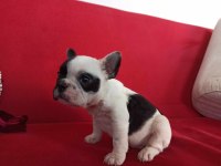 A Kalite Maskeli French Bulldog Yavrularımız