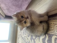 2 aylık sevimli british longhair yavrular