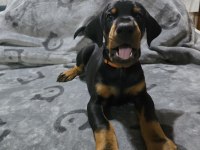 Teslime hazır doberman yavruları