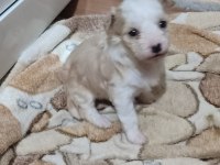 Yeni yavru köpeklerimiz sahiplerini bekliyorlar