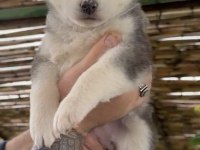 Renk dağılımı mükemmel Husky bebeklerim