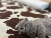 Safkan scottish fold top kafa