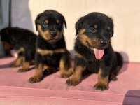 Rottweiler yavrular yeni yuvasını arıyor