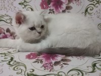 British Shorthair Bluepoint Miniklerimiz Ailelerini Bekliyor