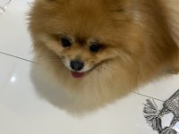 Şecereli pomeranian erkeğimize eş arıyoruz