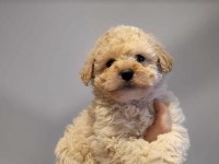 Mükemmel Kalitedeki Toy Poodle Yavrularımız