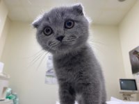 Scottish Fold kedisi