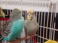 Jumbo ve show muhabbet kuşu toplu herşeyi ile verilicektir
