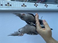 Wf bebek sultan papağanlar