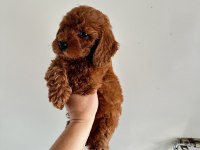 Koyu dişi poodle