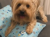 Uyguna wc eğitimli bakımlı köpeğimiz