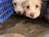 Köpeğimiz sahiplendirilmeyi bekliyor