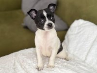 Chihuahua teacup yavrularımız sağlık ve ırk garantilidir