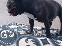 Blue taşıyıcı micro dişi french bulldog